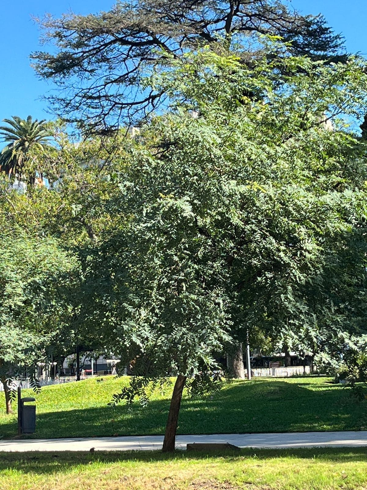 Nuestro árbol de Plaza Lavalle